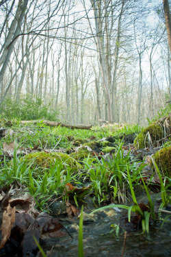 carnivorousveggie:  look up  // cunningham state park, pennsylvania