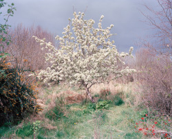 mfjr:  Lorna’s Garden, Ireland, 2012  by Robert Ellis 