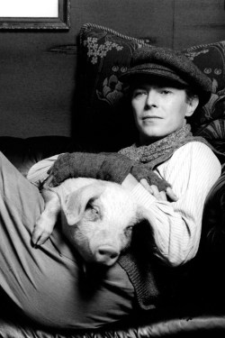 kellysue:  Bowie and a pig.  