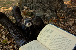 the-book-ferret:  Can we read outside every day? 