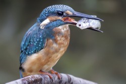 superbnature:  common kingfisher 물총새 by morez http://ift.tt/1p4mrNd
