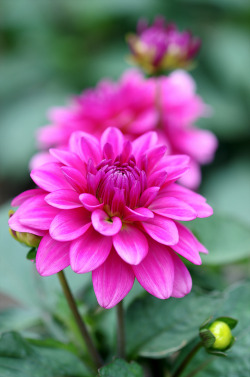 blooms-and-shrooms:  Pink by   	Bellatchitchi 	  	 						 			