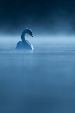 wonderous-world:  Swan in Kent, UK by Andrew Sproule