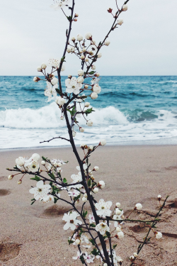 expressions-of-nature:  by Elizabeth Lazdina