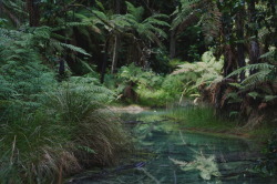 photographybywiebke:  Thermal ponds in the Rotorua Redwoods,