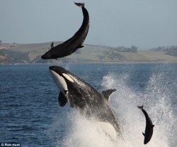 arlluk:“In my 25 years studying wild orcas in Alaska’s