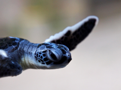 thelovelyseas:    A green turtle hatchling from the tropical