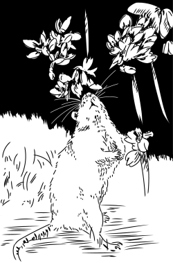 marras6:  rat with flowers 