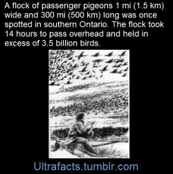 ultrafacts:    One flock in 1866 in southern Ontario was described