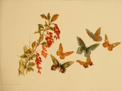 heaveninawildflower:  Butterflies by Susie Barstow Skelding.