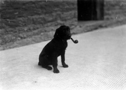 Chien avec une pipe. Photo de P.B. Abery (1877-1948).