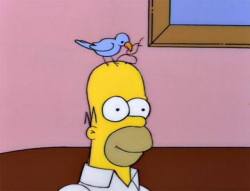 wewereborntudie:  -Homero tienes un pajaro en la cabeza-Lo se