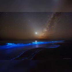 Night Glows #nasa #apod #bioluminescence #bioluminescent #plankton