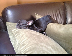 aplacetolovedogs:  French Bulldog puppy pooped and resting after