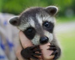 awwww-cute:  Infant raccoon (Source: http://ift.tt/2tvaDm1)