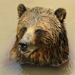 bears–bears–bears:  Bear Stare by Rob Hopkins