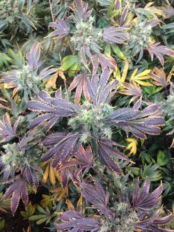 potculture:  “I love it when my OG does this! (10th week flower)“