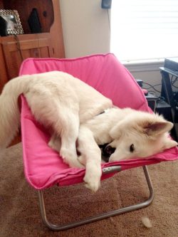 dog-husky:  Because he can…dog-husky.tumblr.com source: http://imgur.com/r/husky/Y4CHigK