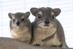 sdzoo:  Hyraxes resemble small rabbits or big rodents, but these