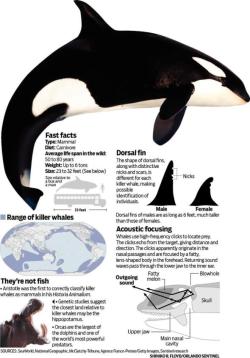 cetacean-freedom:  Their range is pretty much the entire planet,