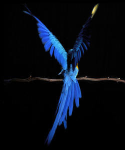h4ilstorm:  macaw. (by carla ghysels) 