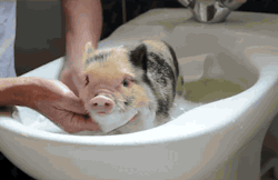 iquoterelatable:  baby animal posts daily  Something postive? A pig In a bath tub