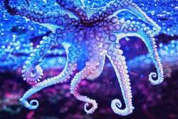 sea, colorful, ocean, octopus, lovely | via Facebook en We Heart