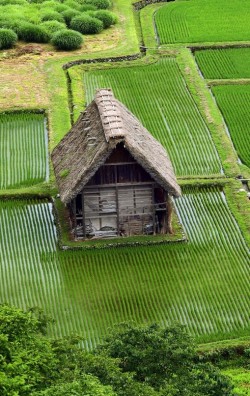 tanuki-kimono:  heyfiki:Shirakawa, Japan