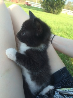 weirdpet:  MY BARN CAT MADE SOME PRETTY CUTE BABIES