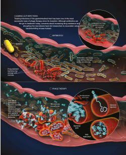 designinbiology:  Clearing Gut InfectionsA look at how phage