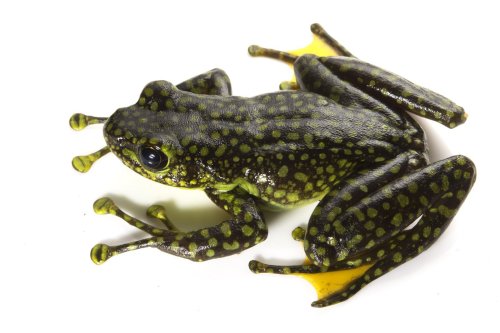 sitting-on-me-bum:  The aptly named splendid torrent frog (Amolops