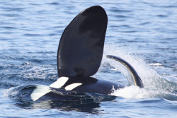 theincredibleorca:  A male orca at Moss Landing. Look at the