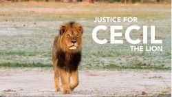 megisaweirdo:  The internet is outraged over tragic loss of #CeciltheLion