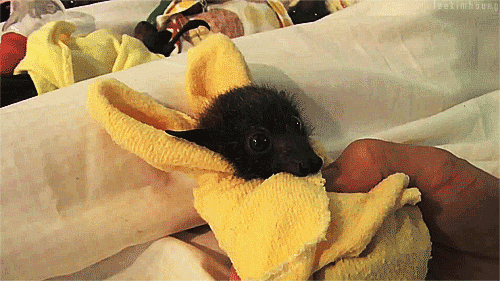 unknownkadath:  mima-sama:  acyanrust:  gothiccharmschool:  Fuzzy bat break! Fuzzy bats with the wiggly ears and the flappy wings!  And now, back to writing.   OH NO  BATS (ﾉ◕ヮ◕)ﾉ*:・ﾟ✧  The 5th gif… omg @_@ 