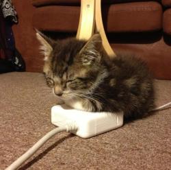 Bless a little kitten finding a new use for an apple power supply