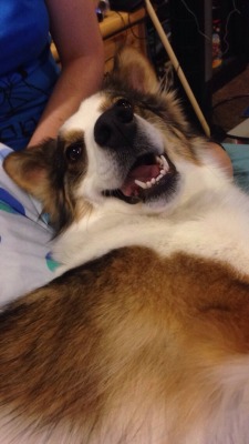 cute-overload:  She’s always happy when she has the majority