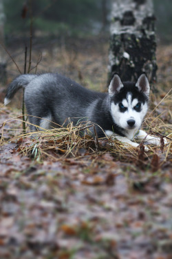 digimikko-uploads:  “Utu” Husky @ Nilsiä, Finland by digimikko