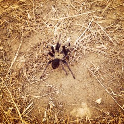 Tarantula I saw on my hike up mission peak