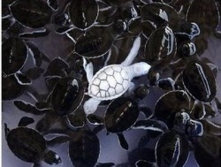 Standing out in the crowd (Albino Turtle hatchling)