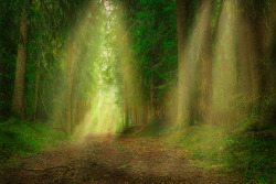 itsallaboutdreams:    Forest Lightrays 2 by Lauri Lohi  