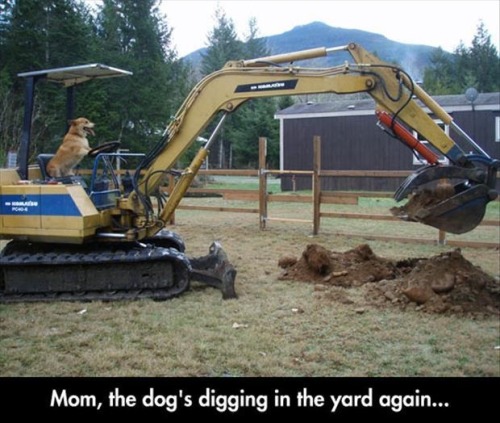 Dammit, Rover, git outta the backhoe!