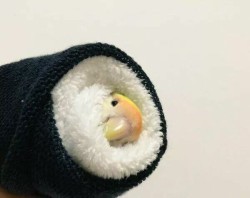 awwww-cute:The best kind of sushi (Source: http://ift.tt/2lzcils)