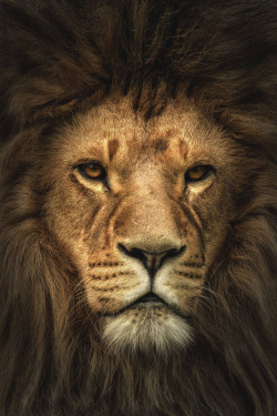 souhailbog: Lion Portrait By   Harry Schindler   