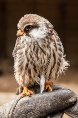 wingedpredators:  Benny, Red Footed Falcon (Photo by Matt Jenner)