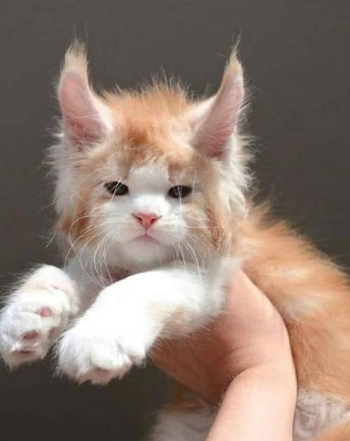 akapearlofagirl:Maine coon kitten.