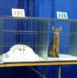 bronzebasilisk:  vastderp:  tastefullyoffensive:  Tall cat vs.