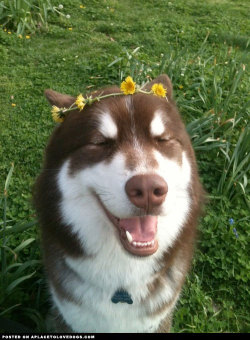 aplacetolovedogs:  She’s such a princess! A beautiful one at