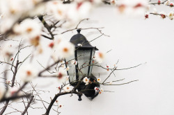 viα stephanocardona: Plum Flowers by Holtiebear Link: http://ift.tt/1vFZOZz
