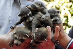 Triple handful of trouble (Raccoon kits)
