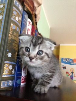 bookphile:  Me: Mom, send me pictures of kittens with the books,